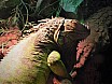 Tiergärten