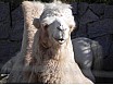 Tiergärten