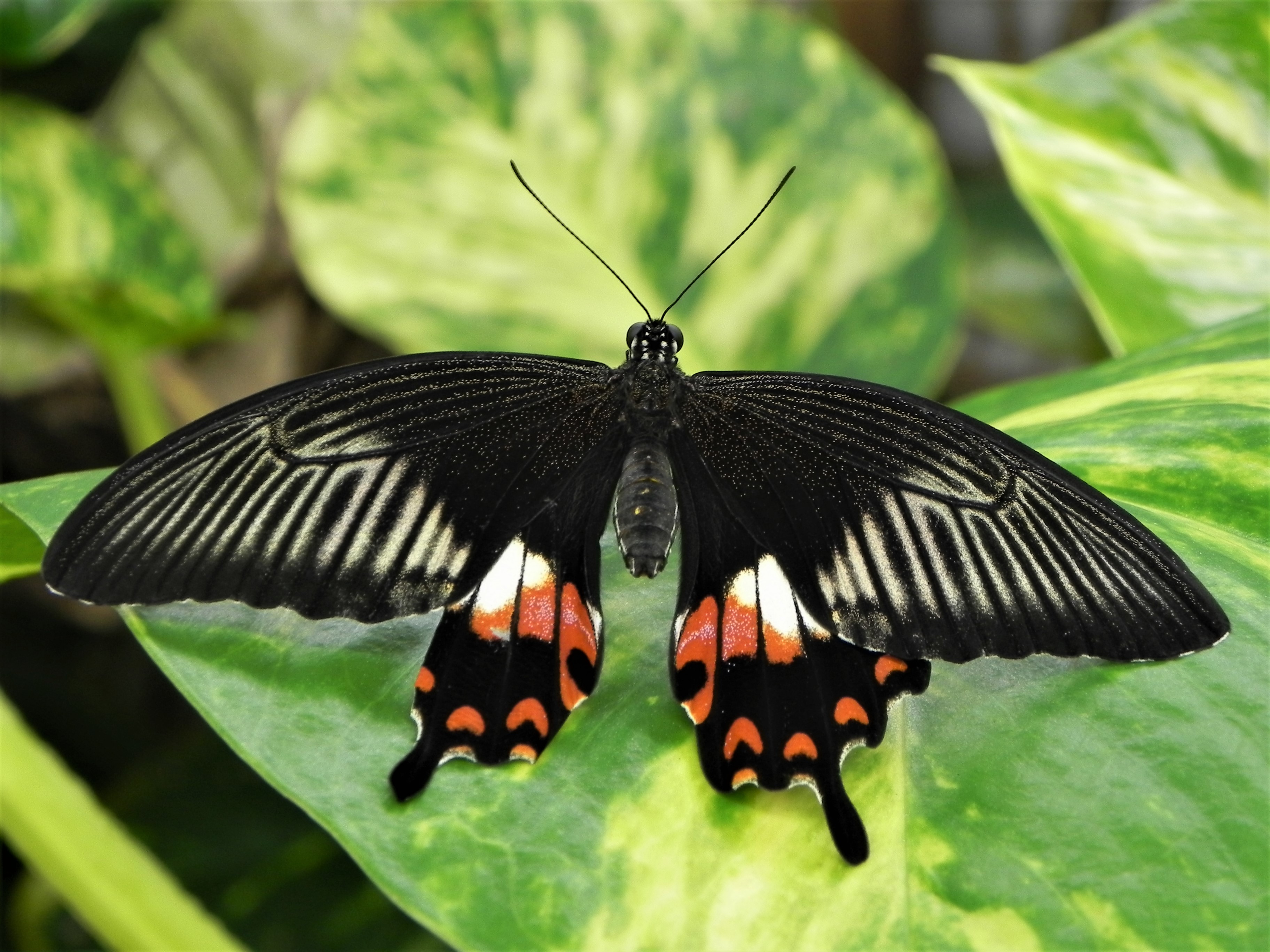 Galerie Exotische Schmetterlinge